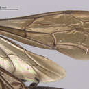 Image of Pompilus scelestus Cresson 1865