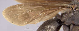Image of Paracyphononyx funereus (Lepeletier 1845)
