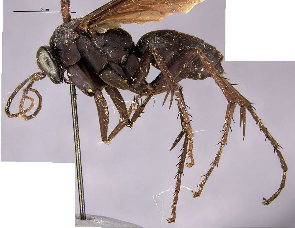 Image of Paracyphononyx funereus (Lepeletier 1845)