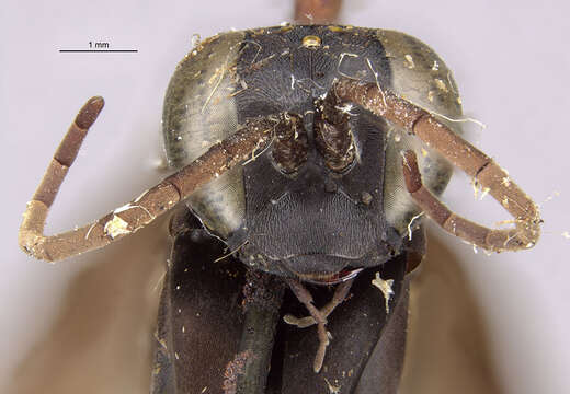Image of Paracyphononyx funereus (Lepeletier 1845)