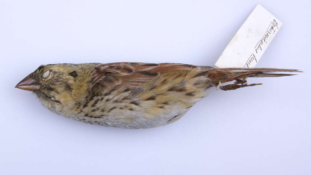 Image of Henslow's Sparrow