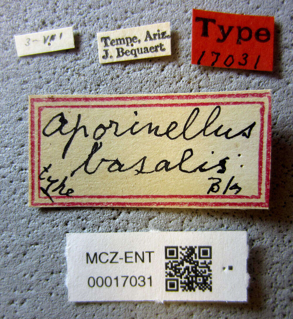 Image of Aporinellus basalis Banks 1933