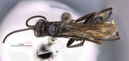 Image of Pompilus arctus Cresson 1865