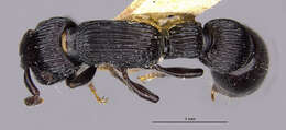 Image of <i>Cylindromyrmex whymperi</i>