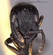 Imagem de <i>Cylindromyrmex whymperi</i>