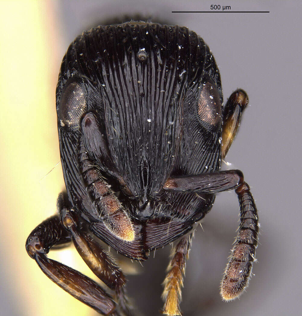 Image of <i>Cylindromyrmex whymperi</i>