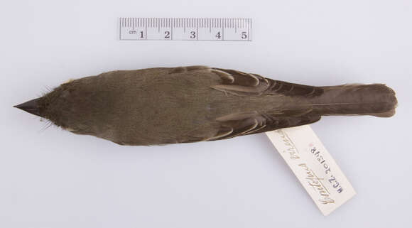 Image of Eastern Wood Pewee