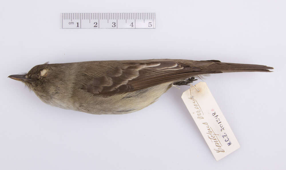 Image of Eastern Wood Pewee