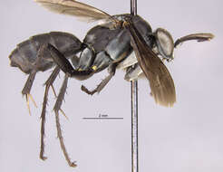 Image of Amara (Curtonotus) deparca (Say 1830)