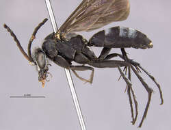 Image of Paracyphononyx incalis (Banks 1947)
