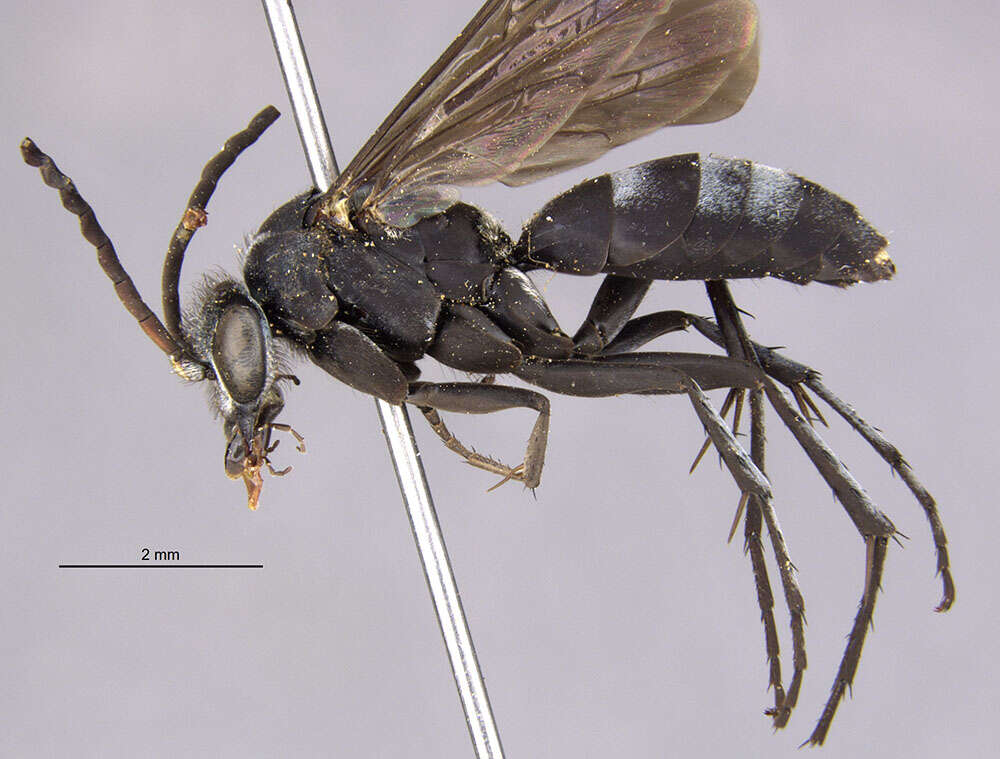 Image of Paracyphononyx incalis (Banks 1947)