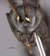 Image of Paracyphononyx incalis (Banks 1947)