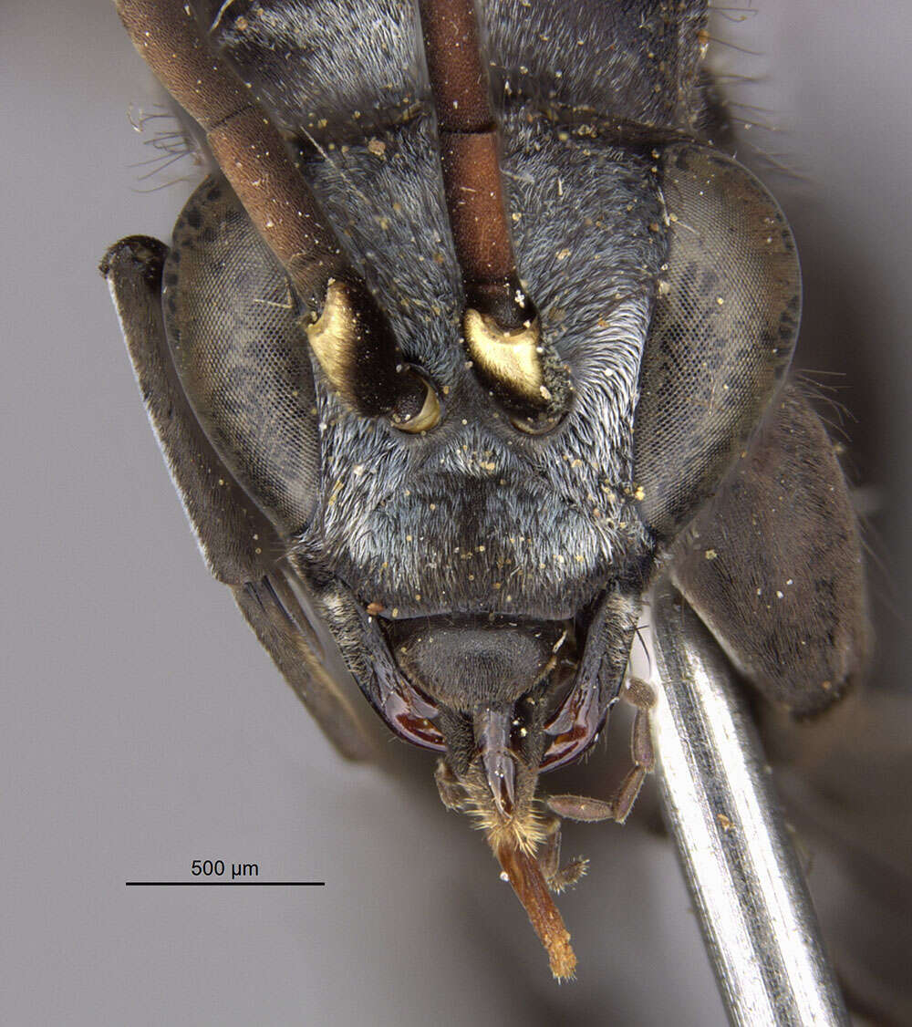 Image of Paracyphononyx incalis (Banks 1947)