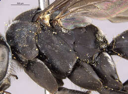 Image of Paracyphononyx incalis (Banks 1947)
