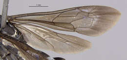Image of Paracyphononyx incalis (Banks 1947)