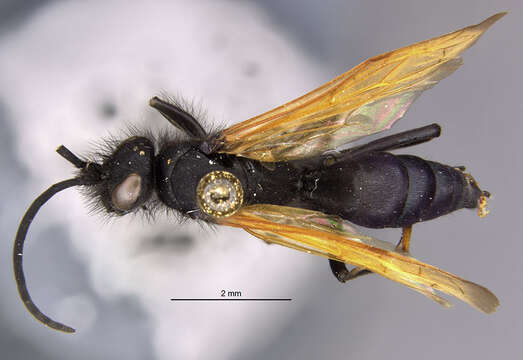 صورة Pompilocalus