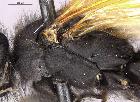 صورة Pompilocalus