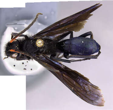 Image of Pompilocalus huaynacapac Roig-Alsina 1988