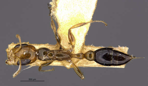 Image of Pseudomyrmex pazosi (Santschi 1909)