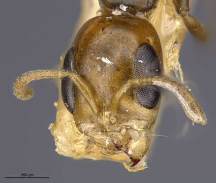 Image of Pseudomyrmex pazosi (Santschi 1909)