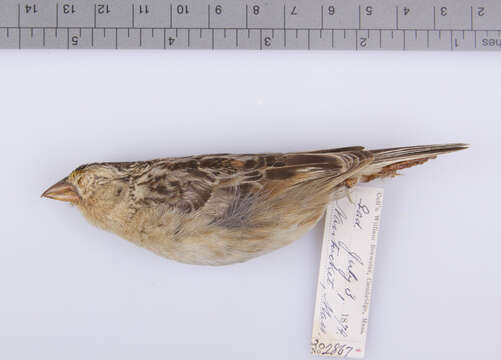 Image of Grasshopper Sparrow