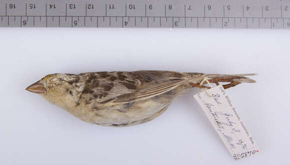 Image of Grasshopper Sparrow