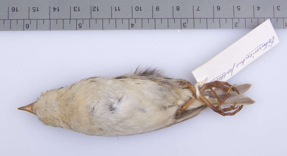 Image of Grasshopper Sparrow