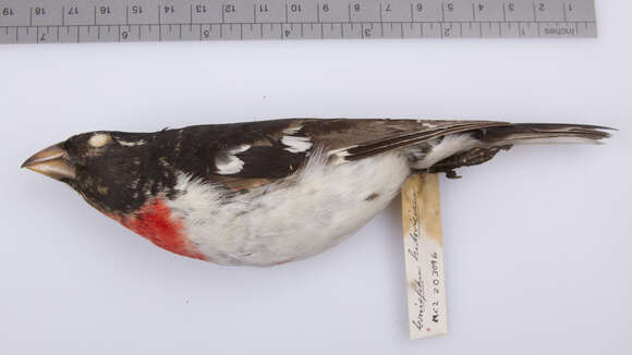 Image of Rose-breasted Grosbeak