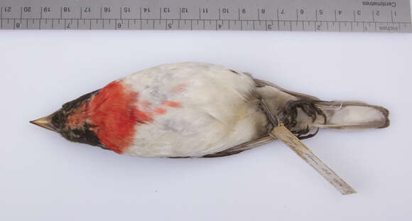 Image of Rose-breasted Grosbeak