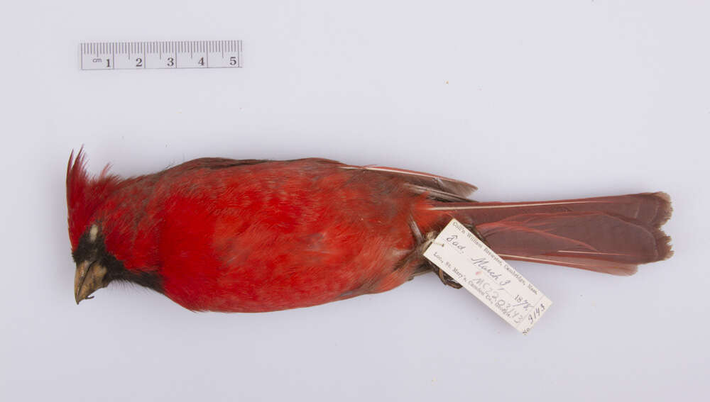 Image of Cardinalis cardinalis floridanus Ridgway 1896