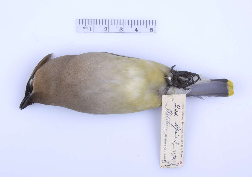 Image of Waxwing