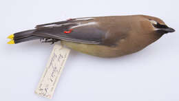 Image of Waxwing