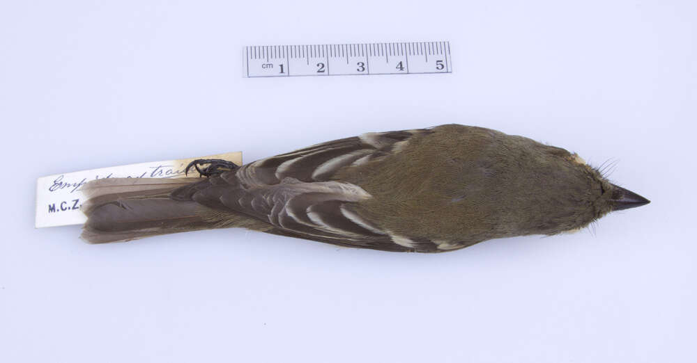 Image of Alder Flycatcher