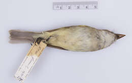 Image of Alder Flycatcher