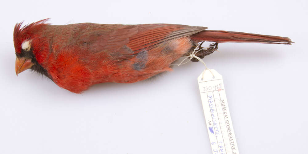 Слика од Cardinalis cardinalis cardinalis (Linnaeus 1758)