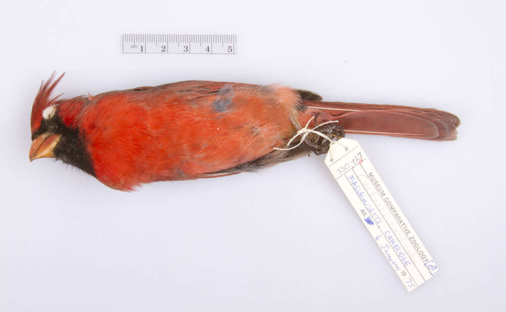 Слика од Cardinalis cardinalis cardinalis (Linnaeus 1758)