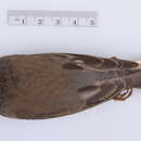 Image of Junco hyemalis oreganus (Townsend & JK 1837)