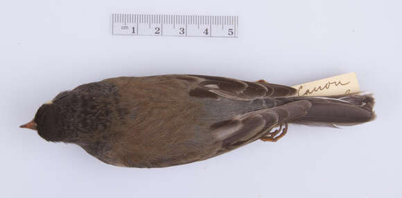 Слика од Junco hyemalis oreganus (Townsend & JK 1837)