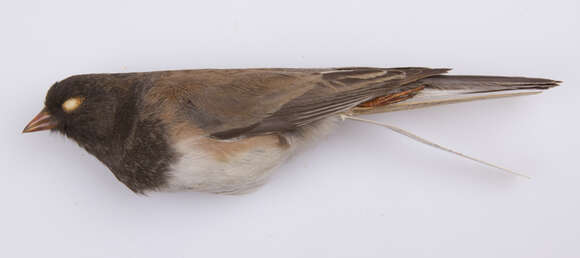 Image of Junco hyemalis oreganus (Townsend & JK 1837)