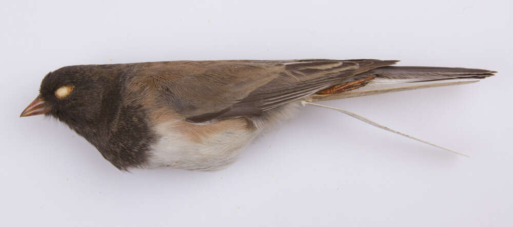 Junco hyemalis oreganus (Townsend & JK 1837) resmi