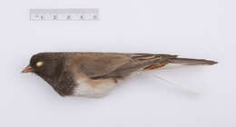 Junco hyemalis oreganus (Townsend & JK 1837) resmi