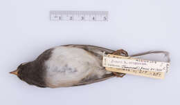 Junco hyemalis oreganus (Townsend & JK 1837) resmi