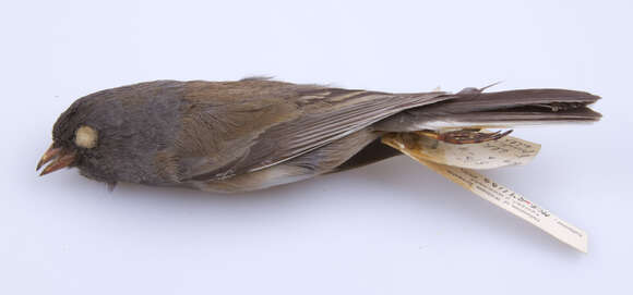 Image of Junco hyemalis montanus Ridgway 1898