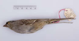 Image of White-crowned Sparrow