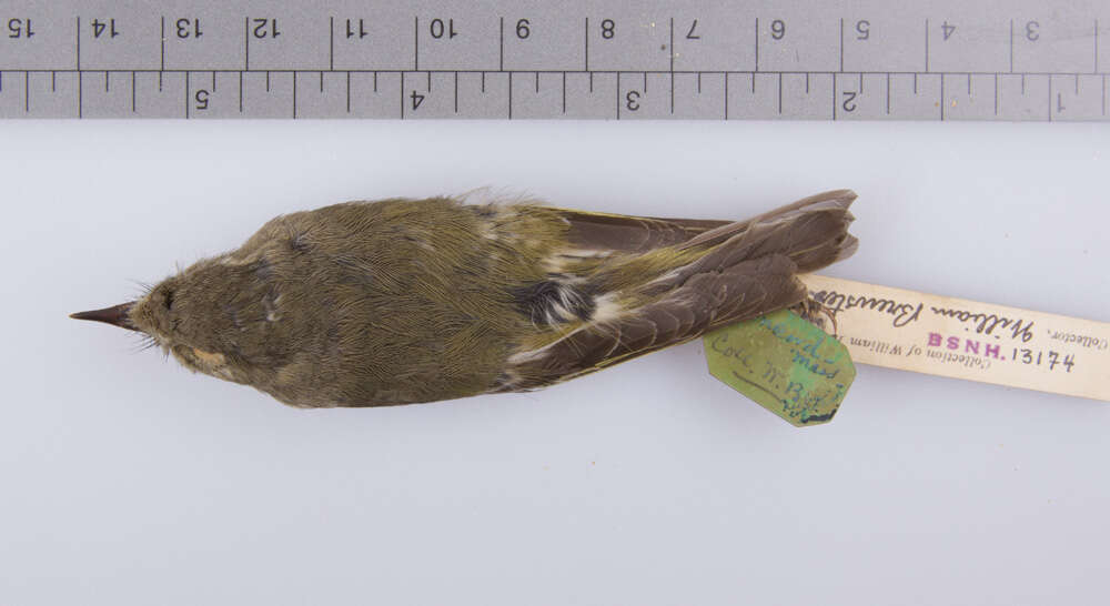 Image of goldcrests and kinglets