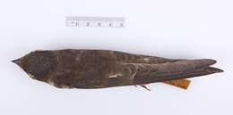 Image of Progne subis subis (Linnaeus 1758)