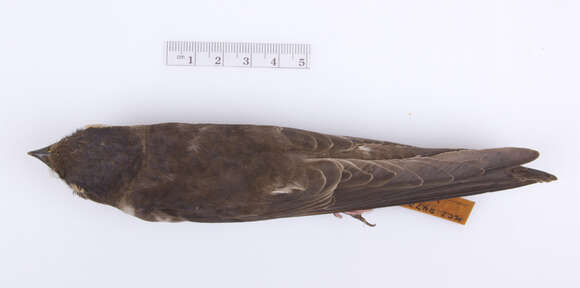 Image of Progne subis subis (Linnaeus 1758)