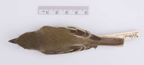 Image of Least Flycatcher