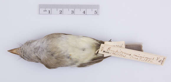 Слика од Empidonax minimus (Baird, WM, Baird & SF 1843)