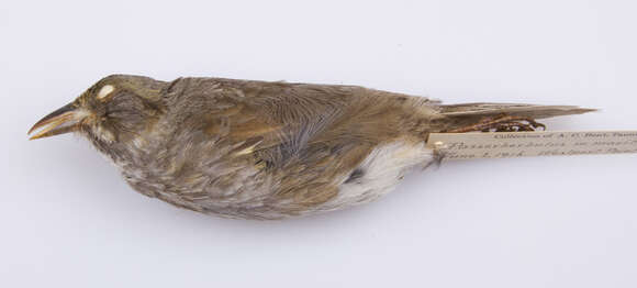 Image of seaside sparrow